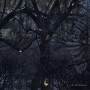 Trelldom …by the Shadows…